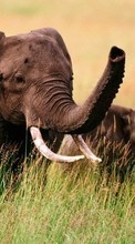 Lade kostenlos 240x400 Hintergrundbilder Tiere,Elephants für Handy oder Tablet herunter.