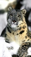 Lade kostenlos Hintergrundbilder Tiere,Schneeleopard,Schnee für Handy oder Tablet herunter.