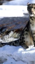 Lade kostenlos Hintergrundbilder Tiere,Winterreifen,Schneeleopard,Schnee für Handy oder Tablet herunter.