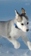 Lade kostenlos Hintergrundbilder Tiere,Hunde,Schnee für Handy oder Tablet herunter.