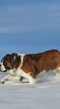 Lade kostenlos Hintergrundbilder Tiere,Hunde,Schnee für Handy oder Tablet herunter.