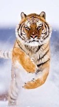 Lade kostenlos Hintergrundbilder Tiere,Tigers,Schnee für Handy oder Tablet herunter.