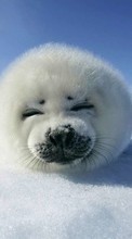 Lade kostenlos Hintergrundbilder Tiere,Schnee,Seals für Handy oder Tablet herunter.