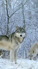 Tiere,Wölfe,Winterreifen,Schnee für Sony Xperia M2