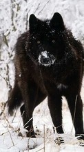 Lade kostenlos Hintergrundbilder Tiere,Wölfe,Winterreifen,Schnee für Handy oder Tablet herunter.