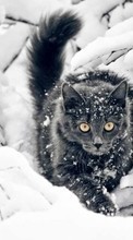 Lade kostenlos Hintergrundbilder Schnee,Tiere für Handy oder Tablet herunter.