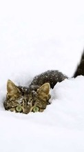 Lade kostenlos Hintergrundbilder Schnee,Tiere,Winterreifen für Handy oder Tablet herunter.