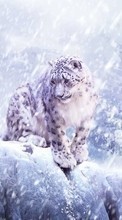 Lade kostenlos Hintergrundbilder Tiere,Schneeleopard für Handy oder Tablet herunter.