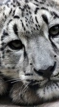 Lade kostenlos Hintergrundbilder Tiere,Schneeleopard für Handy oder Tablet herunter.