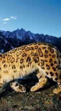 Lade kostenlos Hintergrundbilder Schneeleopard,Tiere für Handy oder Tablet herunter.