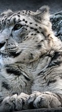 Lade kostenlos Hintergrundbilder Schneeleopard,Tiere für Handy oder Tablet herunter.
