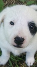 Tiere,Hunde für Sony Xperia go