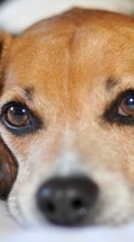 Tiere,Hunde für OnePlus 8 Pro