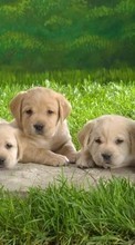 Tiere,Hunde für Meizu MX4 Pro
