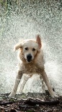 Hunde,Tiere für Sony Xperia E4