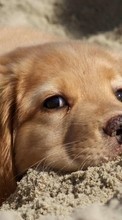 Lade kostenlos Hintergrundbilder Hunde,Tiere für Handy oder Tablet herunter.