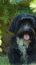 Lade kostenlos Hintergrundbilder Hunde,Tiere für Handy oder Tablet herunter.