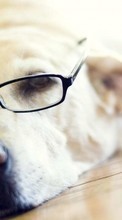 Hunde,Tiere für Samsung Galaxy Note 5