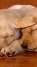 Tiere,Hunde für Apple iPhone 5C