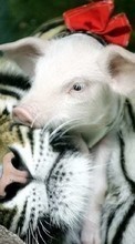 Lade kostenlos Hintergrundbilder Schweine,Tigers,Tiere für Handy oder Tablet herunter.