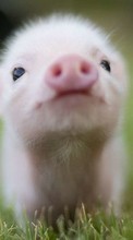 Lade kostenlos Hintergrundbilder Tiere,Schweine für Handy oder Tablet herunter.