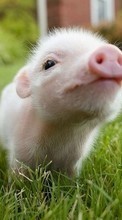 Lade kostenlos Hintergrundbilder Tiere,Schweine für Handy oder Tablet herunter.