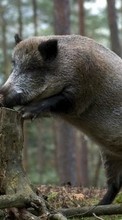 Lade kostenlos Hintergrundbilder Schweine,Tiere für Handy oder Tablet herunter.