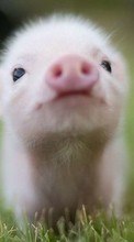 Lade kostenlos Hintergrundbilder Schweine,Tiere für Handy oder Tablet herunter.