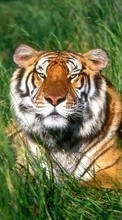 Lade kostenlos 320x480 Hintergrundbilder Tiere,Grass,Tigers für Handy oder Tablet herunter.