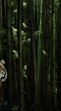 Lade kostenlos 480x800 Hintergrundbilder Tiere,Tigers für Handy oder Tablet herunter.