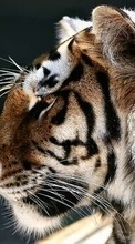 Lade kostenlos 1080x1920 Hintergrundbilder Tiere,Tigers für Handy oder Tablet herunter.