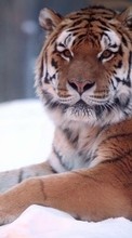 Tiere,Tigers für HTC ChaCha