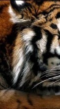 Lade kostenlos 1080x1920 Hintergrundbilder Tiere,Tigers für Handy oder Tablet herunter.