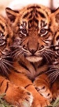 Tiere,Tigers für LG Optimus M+ MS695