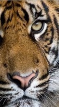 Tiere,Tigers für LG GW300