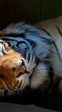 Tiere,Tigers für BlackBerry Bold 9780