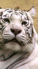 Tiere,Tigers für Meizu M2 Note