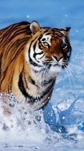Tiere,Tigers für Fly ERA Nano 5 IQ434