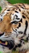 Tiere,Tigers für LG Optimus G E973
