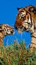 Tiere,Tigers für HTC Tattoo