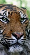 Tiere,Tigers für Google Pixel 5