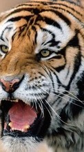 Tigers,Tiere für Sony Ericsson Xperia mini pro