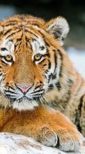 Tigers,Tiere für Samsung Galaxy J3