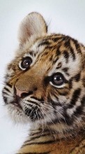 Lade kostenlos Hintergrundbilder Tigers,Tiere für Handy oder Tablet herunter.
