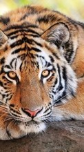 Tigers,Tiere für LG Optimus G Pro