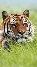 Tigers,Tiere für Fly Spark IQ4404