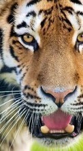 Tigers,Tiere für HTC Desire 816G