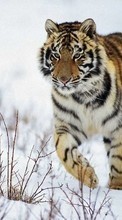 Lade kostenlos 320x240 Hintergrundbilder Tiere,Tigers für Handy oder Tablet herunter.