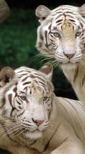 Tiere,Tigers für Samsung Galaxy Z Fold 2