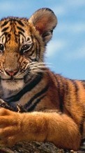 Lade kostenlos Hintergrundbilder Tiere,Tigers für Handy oder Tablet herunter.